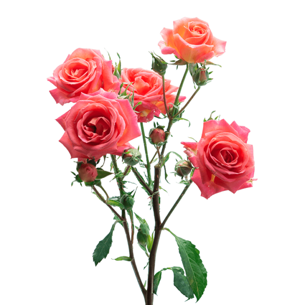 Catalog - Alma - Spray Roses