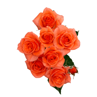 Alegria - Alma - Spray Roses
