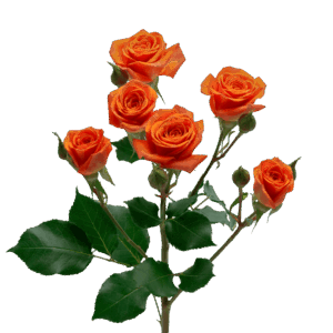 Catalog - Alma - Spray Roses