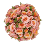BABY-ROSEVER