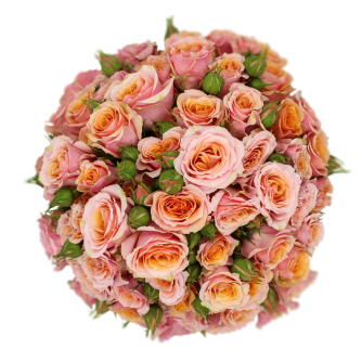 BABY-ROSEVER