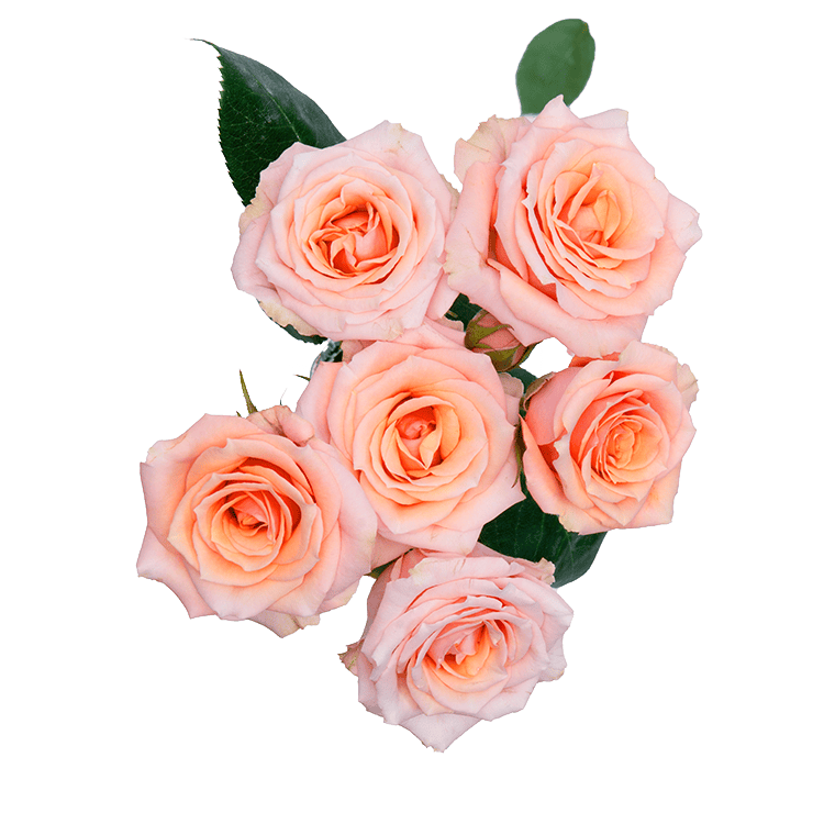 Fesh Baby Roses Baby Rosever - Alma - Spray Roses
