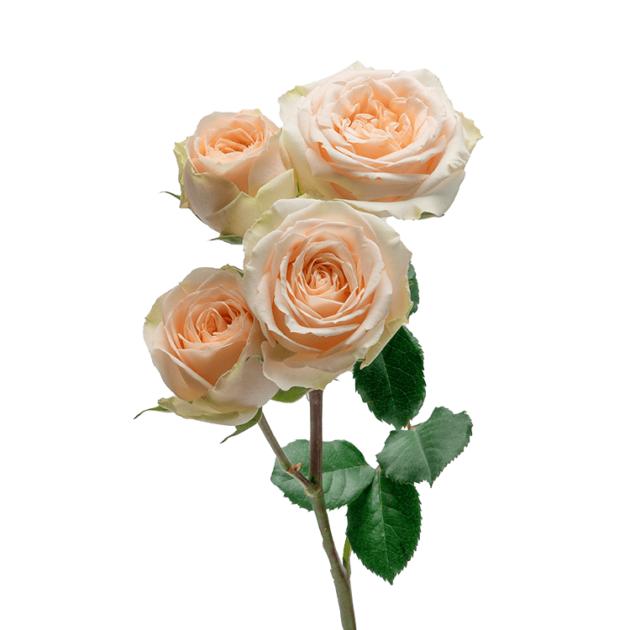 Brilliant Stars Capricorn - Alma - Spray Roses