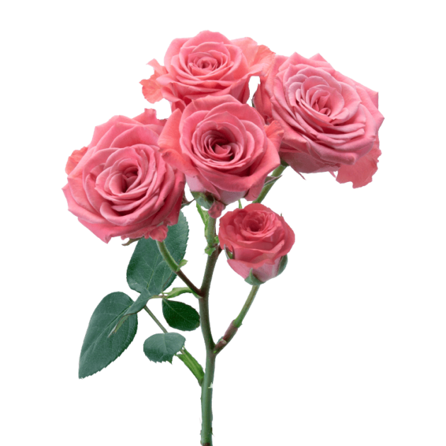 Brilliant Stars Scorpio - Alma - Spray Roses