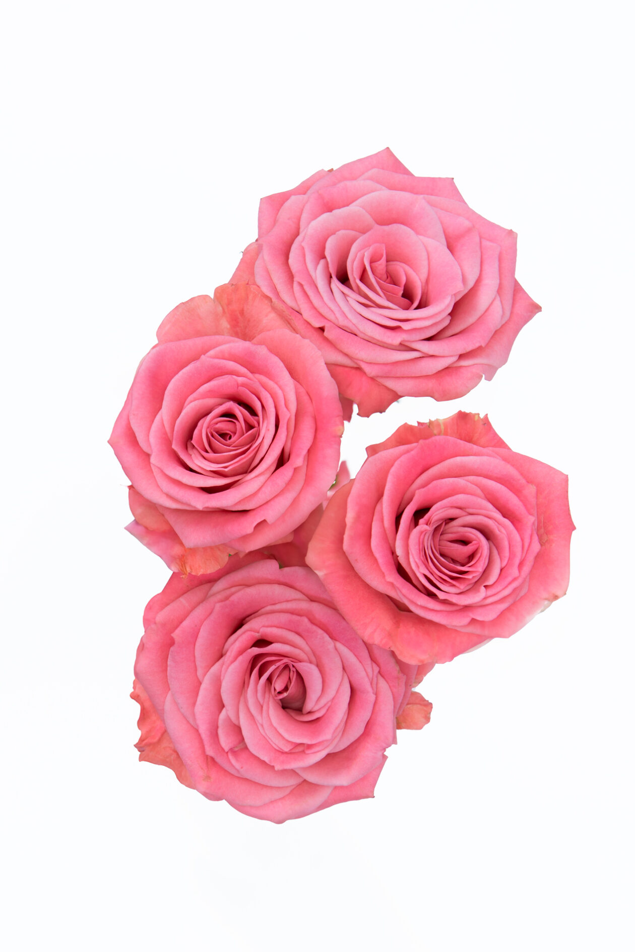 Brilliant Stars Scorpio - Alma - Spray Roses