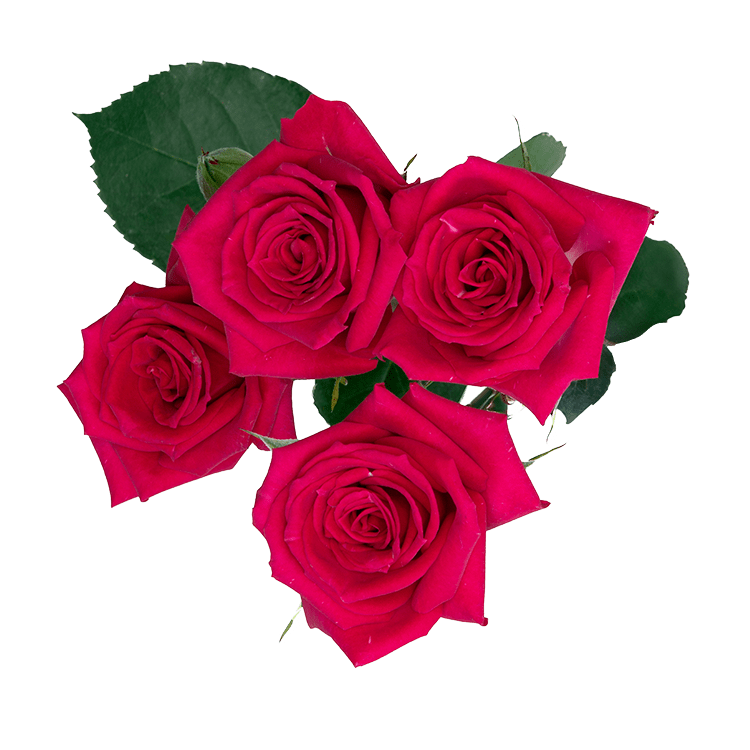 Fire Up - Alma - Spray Roses