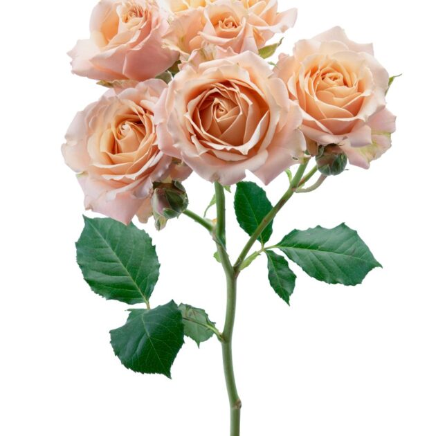 Alma - Spray Roses