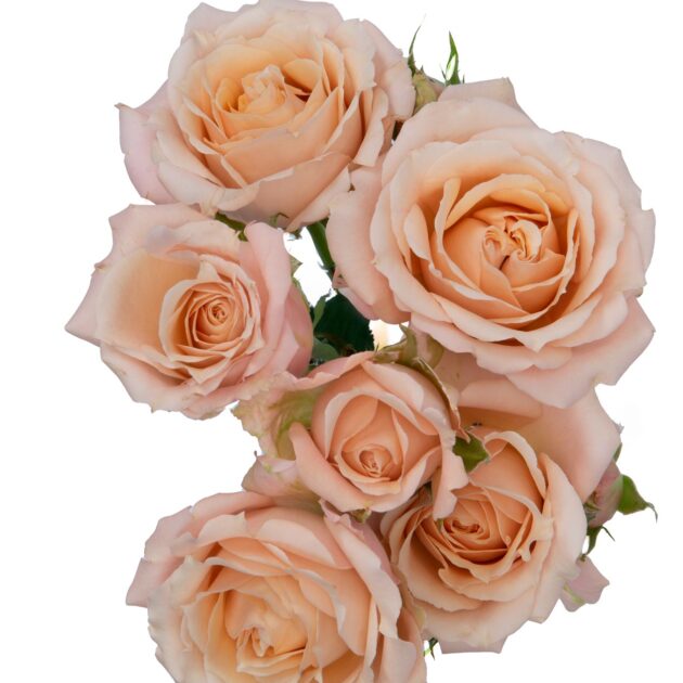 Sahara sensation - Alma - Spray Roses