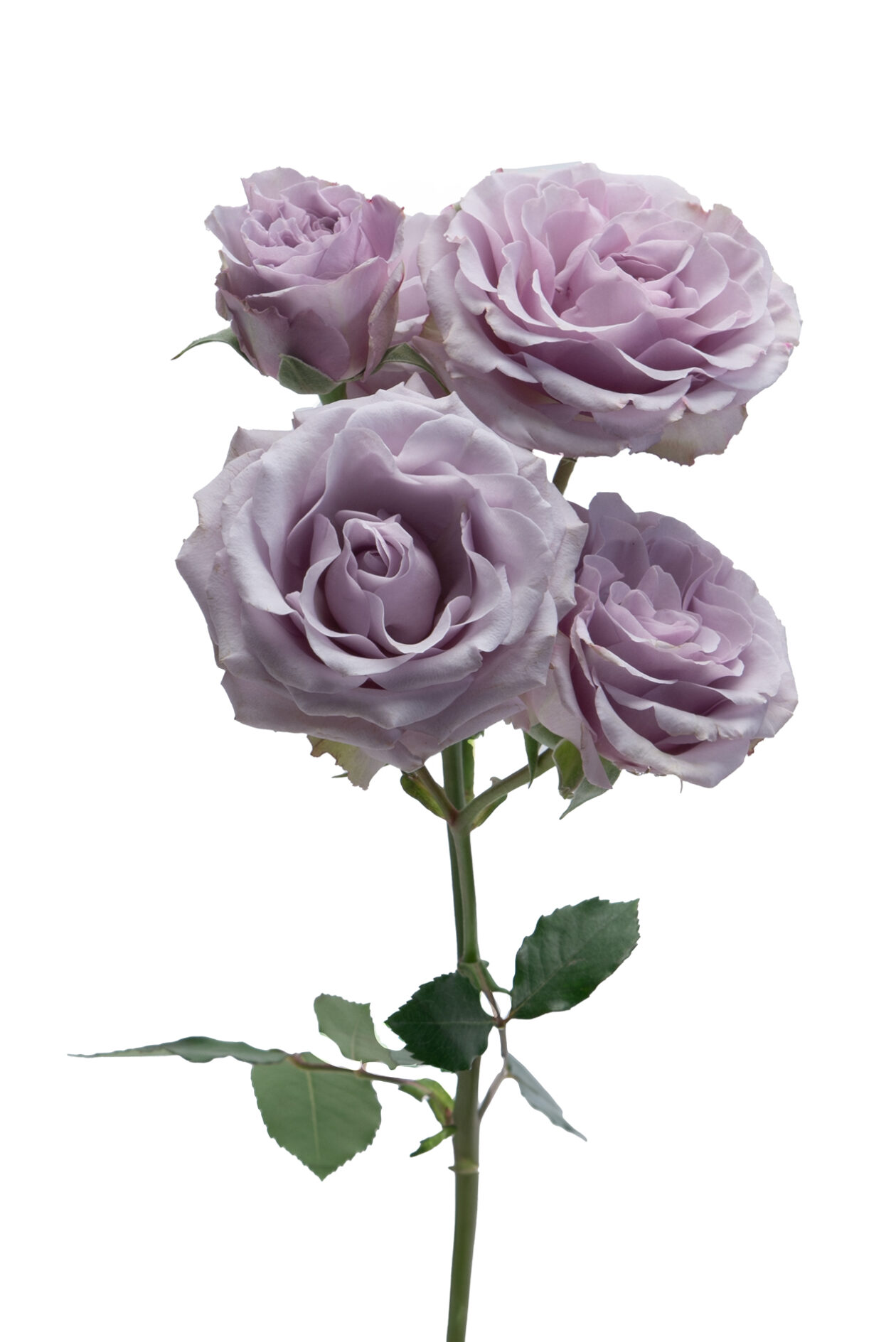 Silver Mikado - Alma - Spray Roses