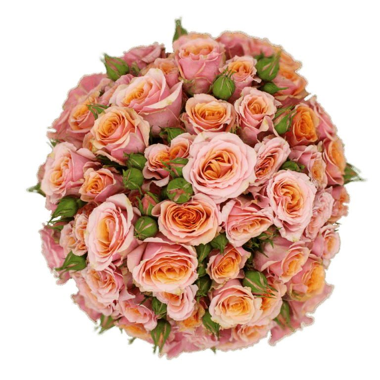 Baby Rosever Alma Spray Roses