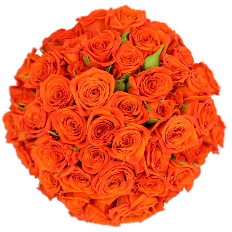 Bright Sensation Alma Spray Roses