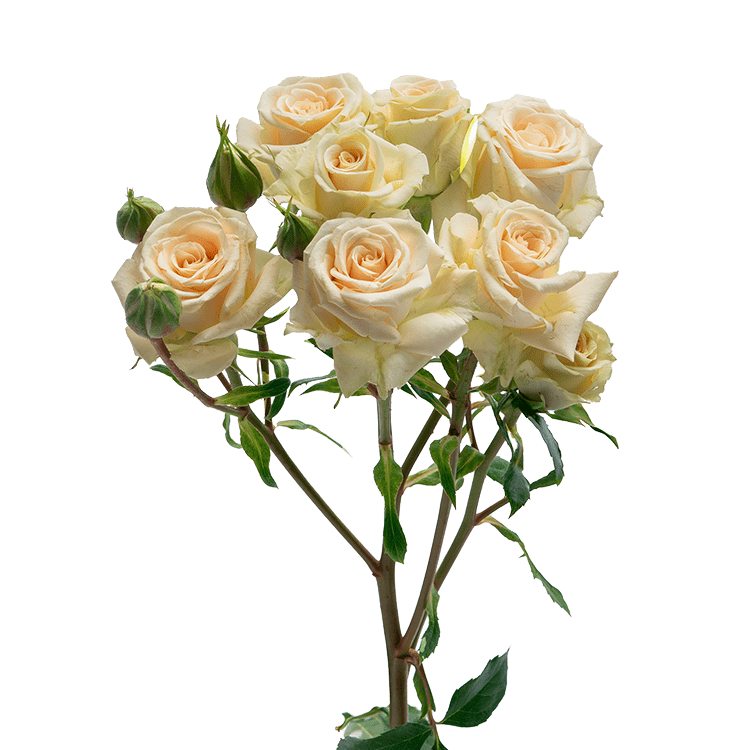 Creta - Alma - Spray Roses