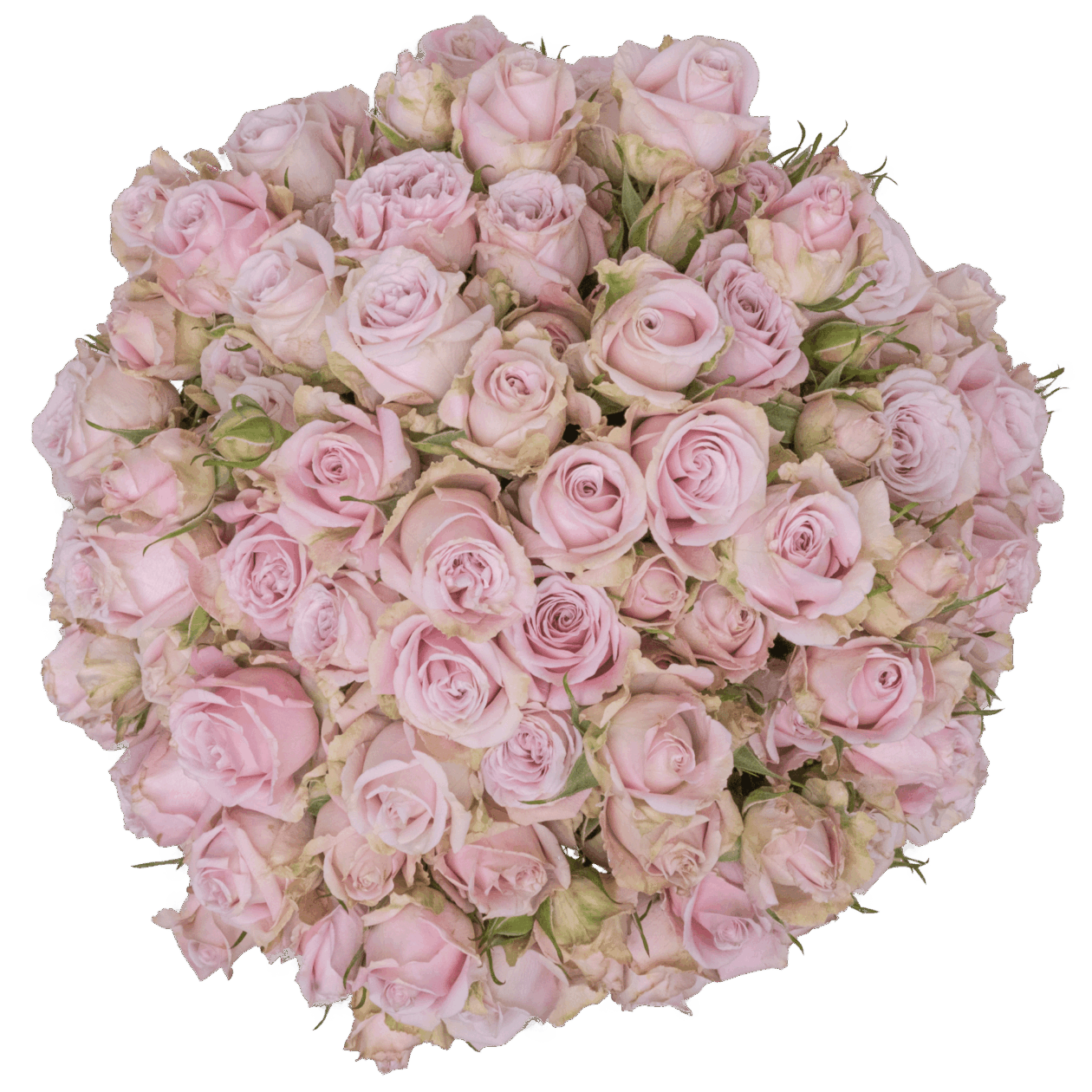 Portrait Alma Spray Roses