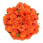 ORANGE-STAR