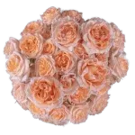 Alma