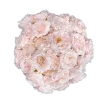 Alma