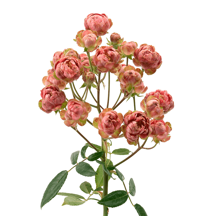 Gypsy Rose Cherry - Alma - Spray Roses