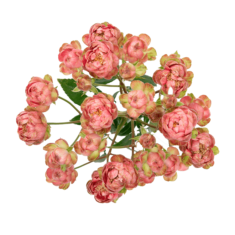 GYPSY ROSE PINK ラメ仕様 GYPSY ROSE PINK ラメ仕様