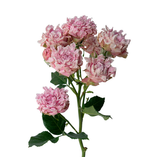 Catalog - Alma - Spray Roses