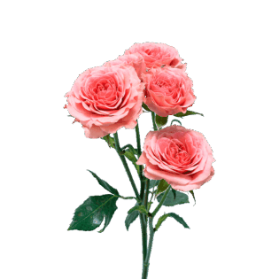 Be Joyful