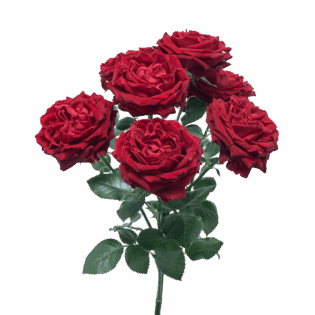Fibonacci Rosso