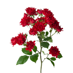 Hashtag Red
