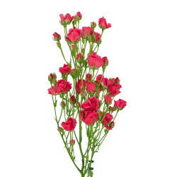 Rosette Pink